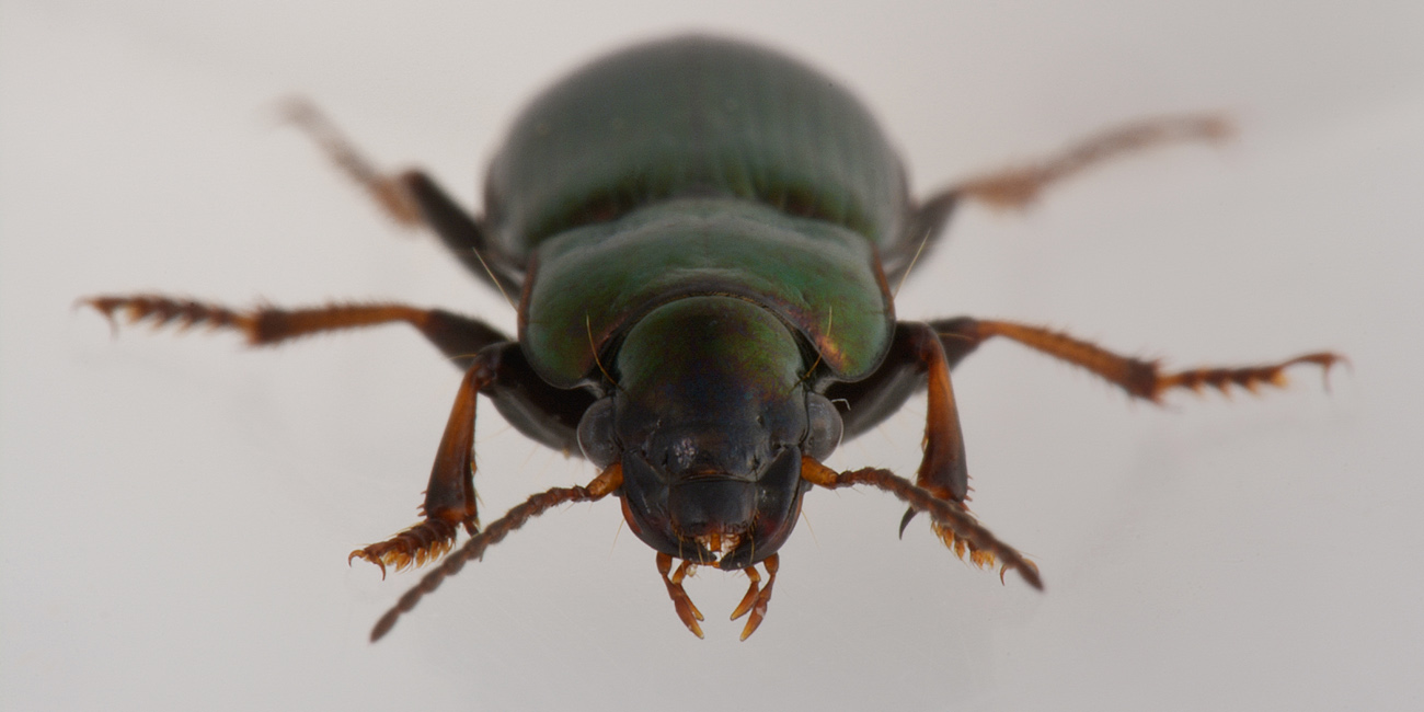 Carabidae: Harpalus distinguendus